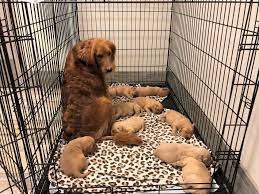 Retrievers are often chosen as. Golden Retriever Puppy Mill Update I D Rather Be With My Dog