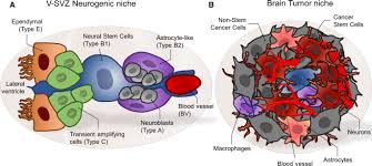 In the 1970s, it was only 9 percent. Overlapping Migratory Mechanisms Between Neural Progenitor Cells And Brain Tumor Stem Cells Springerlink