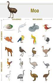 Can You Draw An Extinct Species From Memory The Revelator