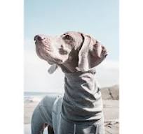 Dog Clothes Private Label - Pet Product Manufacturers