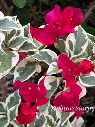 Image result for Nyctaginaceae