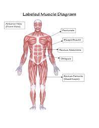 Broadly considered, human muscle—like the muscles of all vertebrates—is often divided into striated muscle, smooth muscle, and cardiac muscle. Muscular System Diagram Labeled For Kids Koibana Info Muscle Diagram Human Body Muscles Human Muscular System