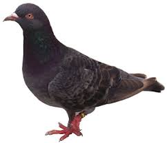 We did not find results for: Bahas Merpati Cara Merpati Agar Cepat Bertelur