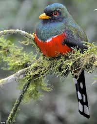 Birds Evolved Shiny Colourful Feathers 150 Million Years Ago Beautiful Birds Colorful Birds Colorful Feathers