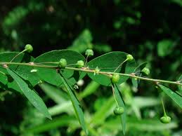 Image result for Phyllanthus pentandrus
