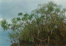 Image result for Cassia abbreviata