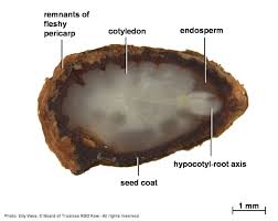 Image result for Adenia rumicifolia