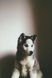 The alaskan malamute is a powerfully built, substantial dog with a deep chest, strongly muscled body. 26 Ide Lucu Lucu Lucu Hewan Binatang