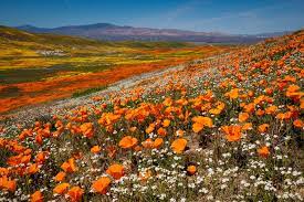 Check spelling or type a new query. The Most Beautiful Places To See California Wildflowers