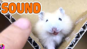 Hamster Sound Make Your Hamster Crazy Hamster Sound Effects High Quality Youtube