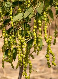 Image result for Maerua andradae