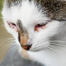Weepy eyes in cats - PDSA