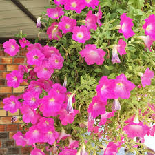 Image result for foto petúnie