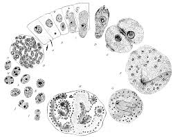 Image result for Lankesteria