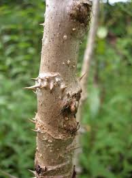 Image result for Araliaceae