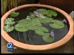 Planting, water, fertilizer, soil, sunlight, and more! Be Green 2 Water Lilies Are Easy To Grow Youtube