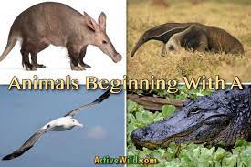 Just here looking for animals? Animals That Start With A List With Pictures And Facts Find Animals Beginning With A