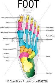 Chart Of Foot Dorsal View With Parts Name Vector Image