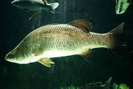 Sarangnya ikan kakap putih/baramundi di pesisir laut gebang cirebon part1. Masa Depan Perikanan Budi Daya Ada Di Kakap Putih Mongabay Co Id Mongabay Co Id