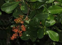 Image result for Searsia nebulosa