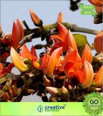 Send flowers online anywhere in india from ferns n petals. Creative Farmer Butea Dark Orange Colour Flowers Seed Price In India Buy Creative Farmer Butea Dark Orange Colour Flowers Seed Online At Flipkart Com