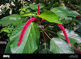 Image result for Euphorbiaceae