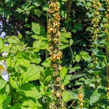 Image result for Vitex thyrsiflora