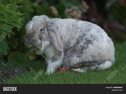 This breed was created by crossing albino dutch, albino polish and a white new zealander. Pet White Grey Brown Image Photo Free Trial Bigstock