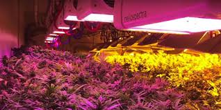 Check spelling or type a new query. 6 Tips To Maximize Your Led Grow Lights