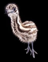 Get the best deal for emu baby & toddler shoes from the largest online selection at ebay.com. Emu Zooborns