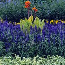 Image result for Helichrysum aureum