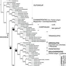 Image result for Triainolepis sancta