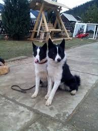 Image result for karelský medvědí pes