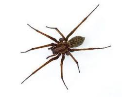 5 Things To Know About The Portland Hobo Spider The