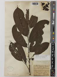 Image result for Annickia ambigua