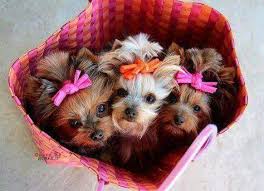 Hcrzybk 9 Adli Kullanicinin Kopek Ler Panosundaki Pin Yorkshire Terrier Yavru Kopek Kopek