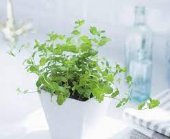 This encourages the production of flavorful new growth and encourages a bushy growth habit. Growing Mint Indoors How To Care For It Balcony Garden Web
