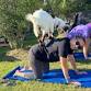 Goat Yoga in the Lawn at Elevon - bring your own event image