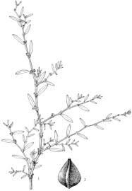 Image result for Polygonum aviculare