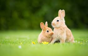glade spring rabbit rabbits