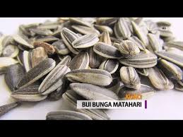 Biji bunga matahari memiliki kandungan senyawa tanaman asam klorogenat yang berefek pada penurunan level gula darah. Wow Cegah Beragam Penyakit Merupakan Manfaat Kuaci Youtube