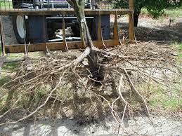 Check spelling or type a new query. Citrus Irrigation Recommendations In Western Australia Agriculture And Food