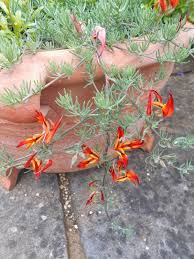 Image result for Lotus berthelotii