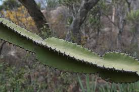 Image result for Euphorbia confinalis