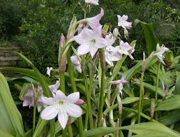 Image result for Crinum moorei