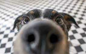 Compressed air energy storage, siehe druckluftspeicherkraftwerk смоленская аэс, siehe kernkraftwerk smolensk diese seite ist eine. Investigadores Querem Treinar Caes Para Detetar Covid 19 Veterinaria Atual