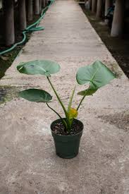 Schneider's florist springfield ohio, the nest florist springfield mo, schaffitzel's flowers springfield mo, flower shops in springfield ga, linda's. Add Life To Your Space With Houseplants From Springfield S Local Nurseries Spring Welcome 2021 The Standard Org