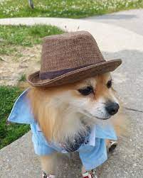 Fedora For Dogs Cats Handmade Dog Hats Dog Caps Summer Hat Cowboy Hat Sun Visor Hat Sun Hat Pet Accessories Dog Hoodies Dog Outfit Dog Hats Handmade Dog Dog Hoodie
