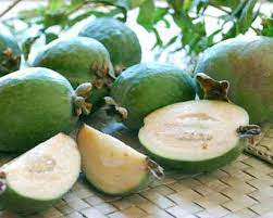 Iniziamo col precisare che il kiwi è un frutto generalmente consumato a partire dalla stagione autunnale fino al termine dell'inverno; Feijoa Un Frutto Buonissimo Ricco Di Proprieta Benefiche E Cosmetiche