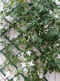 Image result for Jasminum schimperi